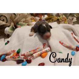 Candy - Merle female Bernedoodle puppy in Helper, Utah from Doodle Love Utah