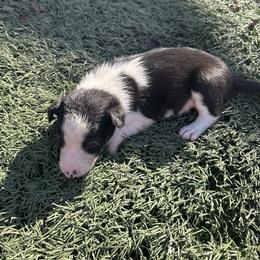 Boy 5 - Black and white male Border Collie puppy in Temecula, California from Joni Gibson's Border Collies
