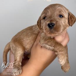 Brie - Apricot female Goldendoodle puppy in Garden Grove, California from Sunkissed Doodles
