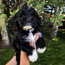 Slinky - Black and white male Sheepadoodle puppy in Ashton, Idaho from Kerr Kanine Ranch
