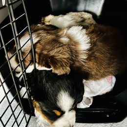 Miniature Australian Shepherd Puppies from Iris’ Island Oasis