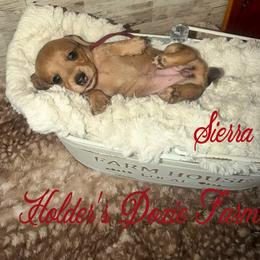 Sierra - Cream female Dachshund puppy in Atwood, Oklahoma from Holder’s Doxie Farm