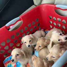 Dachshund Puppies from Karas Royal Dachshunds