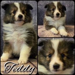 Teddy - Sable and white male Shetland Sheepdog puppy in Lebanon, Tennessee from Henotic Homestead's Shetland Sheepdogs