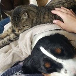 English Springer Spaniel Puppies from Ledge N' Tree English Springer Spaniels