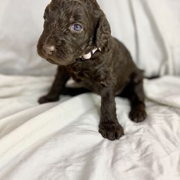 Labradoodle Puppies from Molly’s Doodles