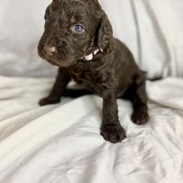 Labradoodle Puppies from Molly’s Doodles