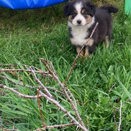 Girl 1 - Black tri Miniature Australian Shepherd puppy in Avon, Montana from Sun Dog Mini Aussies