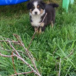 Girl 1 - Black tri Miniature Australian Shepherd puppy in Avon, Montana from Sun Dog Mini Aussies