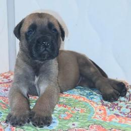 Coop - Fawn male Mastiff puppy in Carthage, Missouri from Mama’s Mastiffs