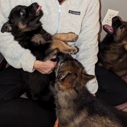 German Shepherd Puppies from Maska Honi Working German Shepherds