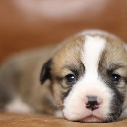 Pembroke Welsh Corgi Puppies from Ayers Acres Corgis