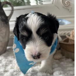Confetti - Tri-color male Coton de Tulear puppy in Freeport, Texas from H❤️PE COTONS
