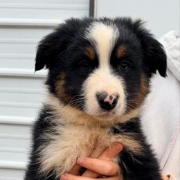 Gray collar - Black tri-color male Australian Shepherd puppy in Grand Saline, Texas from Murphy Ranch Australian Shepherds