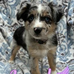Angel - Blue merle female Miniature Australian Shepherd puppy in Millington, Tennessee from Goading Glee Glade