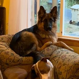German Shepherd Puppies from Silver Knight Shepherds
