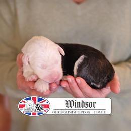 Windsor - Gray and white female Old English Sheepdog puppy in Cleveland, Tennessee from Narrow Path Old English & Sheepadoodles