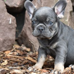 French Bulldog Puppies from Bleu Rock French Bulldogs