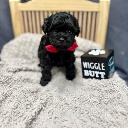 Fisher - Black and white male Aussiedoodle puppy in Science Hill, Kentucky from Southern Paws Kennels