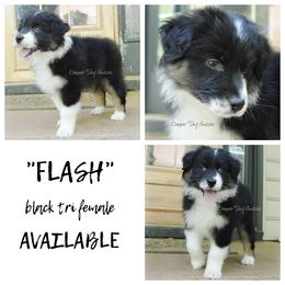 Flash - Black tri-color female Australian Shepherd puppy in Montpelier, Virginia from Copper Sky Aussies & Mini American Shepherds