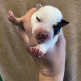 Smoke - Blue male Australian Cattle Dog puppy in Ellensburg, Washington from Boondock Bandits