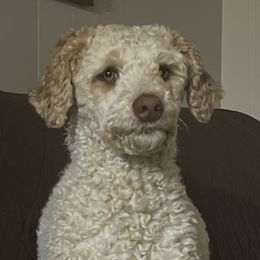 Gunner - Poodle