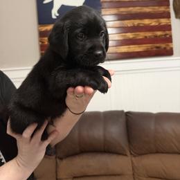 Boy 5 - male Labrador Retriever puppy in Ruth, Mississippi from Red White & True Labradors