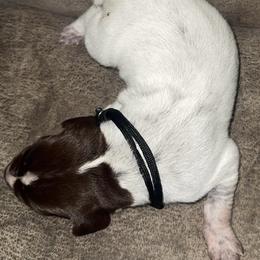 Black collar - Liver roan male German Shorthaired Pointer puppy in Huntington, Texas from B&B GSP’S