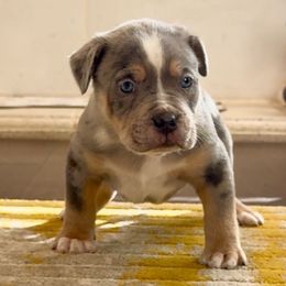 Dark Blue Collar - Blue tri-color male American Bully puppy in Mansfield, Texas from Eleven:11 Kennels