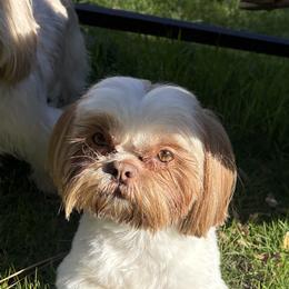 Peewee - Shih Tzu
