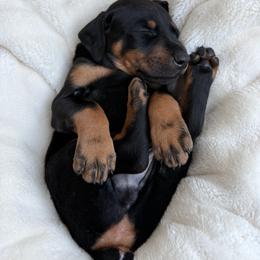 Doberman Pinscher Puppies from Haus of Hound