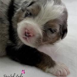 Painted Lady - Blue merle female Australian Shepherd puppy in Jonesborough, Tennessee from Lotus Australian Shepherds
