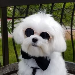 Maltese Puppies from Bella Dolce Maltese