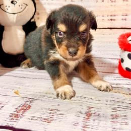 Tri male 2 - Black tri male Toy Australian Shepherd puppy in Lemon Cove, California from Magic Ranch Mini Aussies