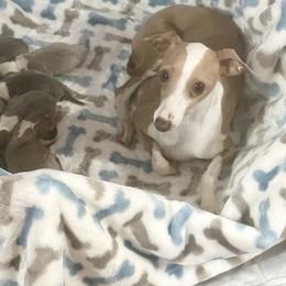 Brie - Italian Greyhound