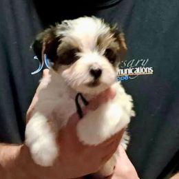 Rebel (Navy) - Piebald male Morkie puppy in Martin, Tennessee from Danza Bolo