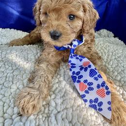 Cavapoo Puppies from Molly n Friends