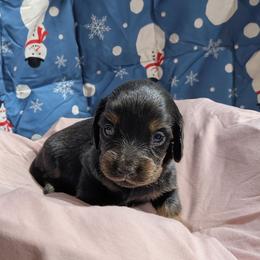 Envy - Black and tan female Dachshund puppy in Lyles, Tennessee from Knox Ridge Dachshunds