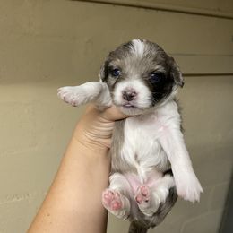 Aussiedoodle Puppies from Arizona Lane Doodles