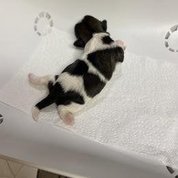 Shih Tzu Puppies from Willow Lane Shih Tzus