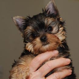 Yorkshire Terriers from Yvette Copeland's Yorkshire Terriers