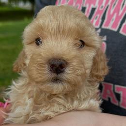 Mercy - Cream female Cockapoo puppy in Bedford, Iowa from Our Father’s Doodles