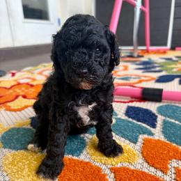 Clove - Black female Goldendoodle puppy in Brooksville, Florida from Spring Prairie Doodles