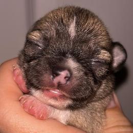 Truffle - Black sabled fawn male Chihuahua puppy in New Castle, Delaware from Sasha’s Elite Kennel LLC