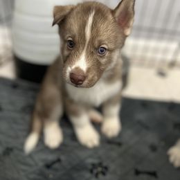 Siberian Husky Puppies from The Rulon Den