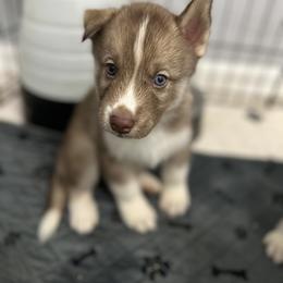 Siberian Husky Puppies from The Rulon Den