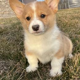 Prancer - White and red male Pembroke Welsh Corgi puppy in Rolla, Missouri from Chapman Corgis