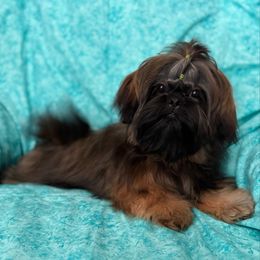 Mojo - Gold male Shih Tzu puppy in Shawnee, Oklahoma from Black Velvet Shih Tzu