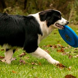 Australian Shepherds and Miniature American Shepherds from Rust Belt Farms