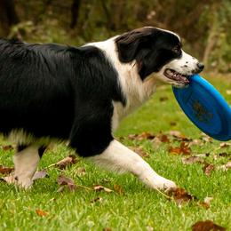 Australian Shepherds and Miniature American Shepherds from Rust Belt Farms